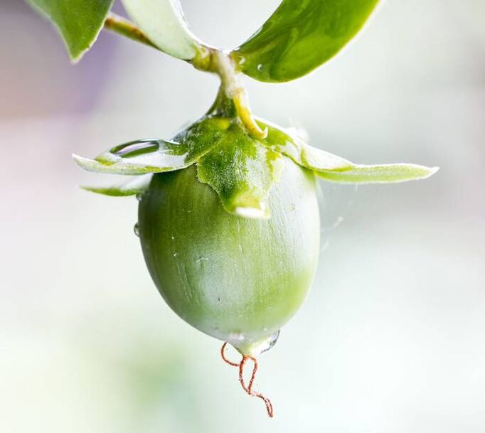 Aceite antiarrugas hidratante obtenido del fruto de jojoba